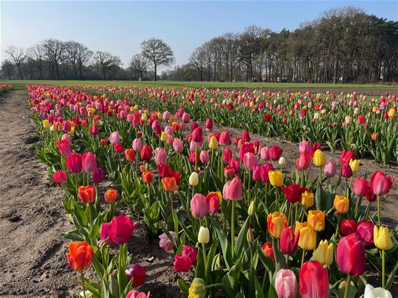 Zelfpluktuin voor tulpen in Beringen - Beringen