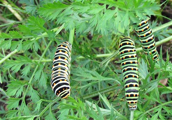 Zelfs als rups zijn ze mooi - Hechtel-Eksel