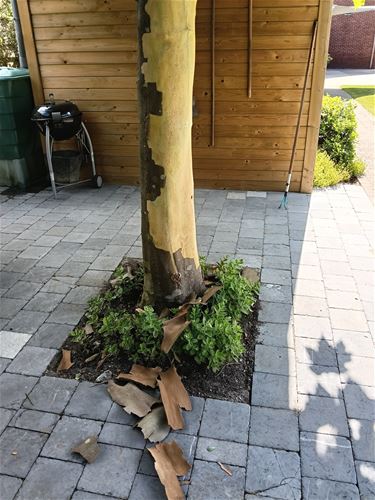 Zelfs de bomen trekken hun jasje uit - Hamont-Achel