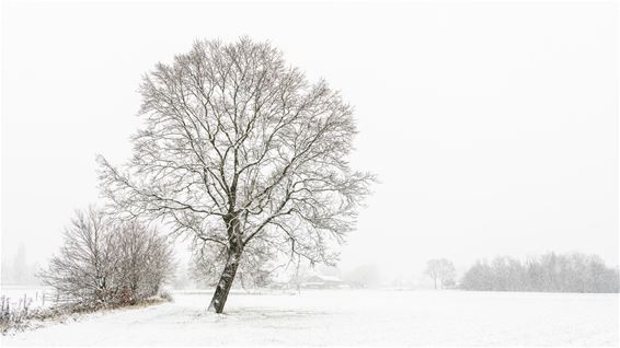 Vijf Beringse fotografen exposeren bij ArteLoo - Beringen