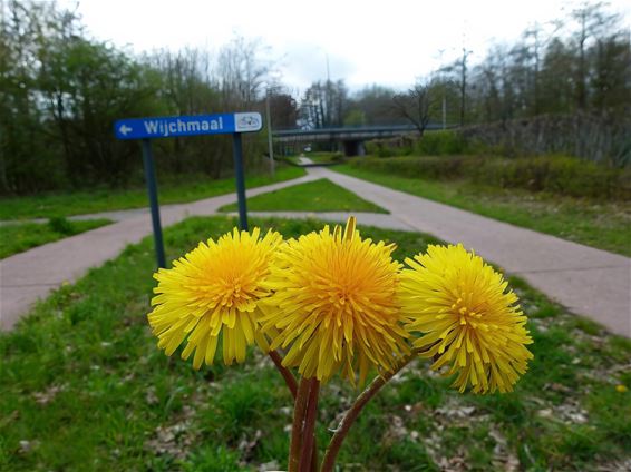 Zijn paardenbloemen eetbaar? - Peer