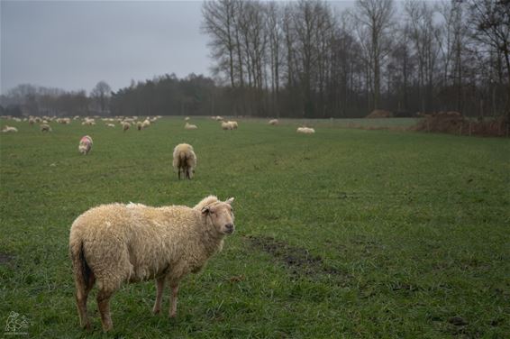 Zijn schaapjes op het droge hebben - Pelt