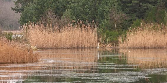 Zilverreiger gespot - Lommel