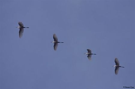 Zilverreigers op doorreis - Lommel
