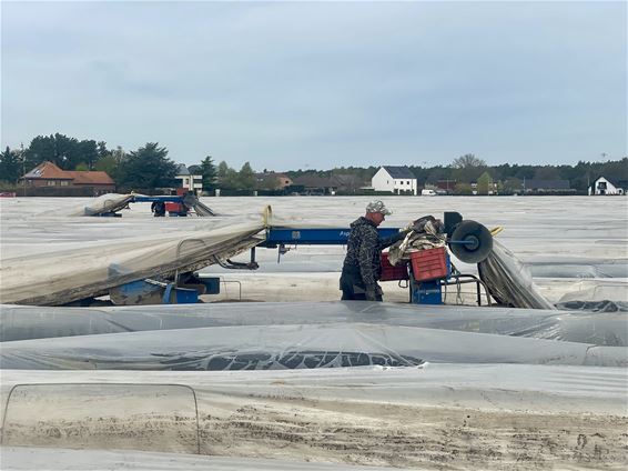 Zo groeit het witte goud in Hechtel-Eksel - Hechtel-Eksel
