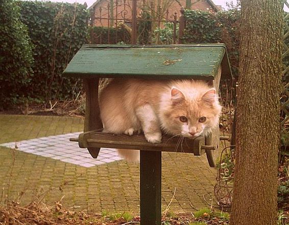 Zo ligt een kat op vinkenslag - Neerpelt