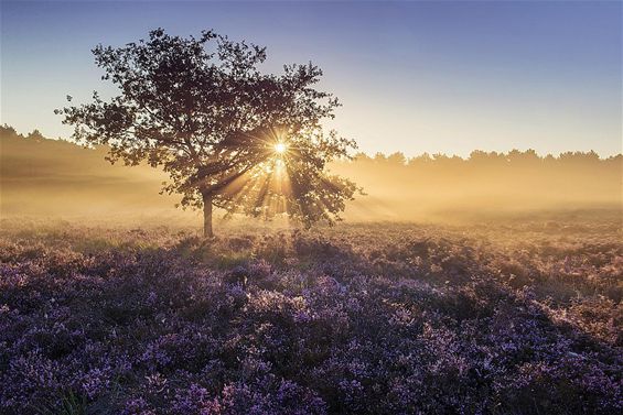 Zo mooi is het 's morgens vroeg... - Lommel