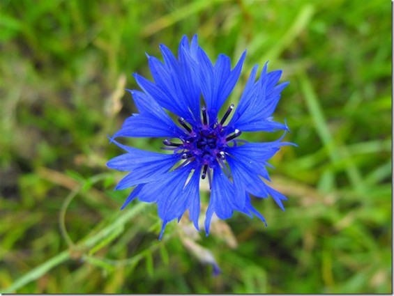 Zo mooi, zo blauw en zo alleen... - Hechtel-Eksel