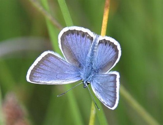 Zo mooi, zo broos en zo blauw - Neerpelt