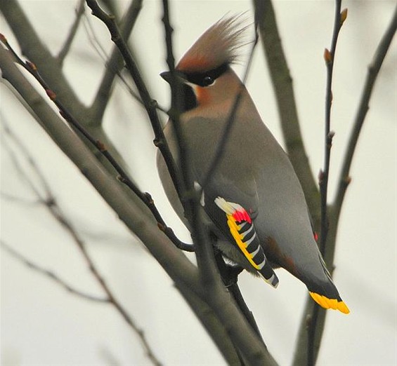 Zo'n mooie vogel, en toch een pestvogel - Overpelt