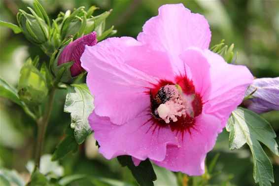 Zoek de hommel - Neerpelt