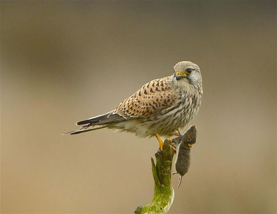 Zoek de muis - Lommel