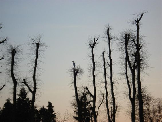 Zoek de reiger - Lommel