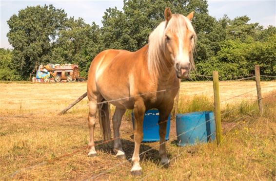 Zomaar in Gelderhorsten... - Lommel