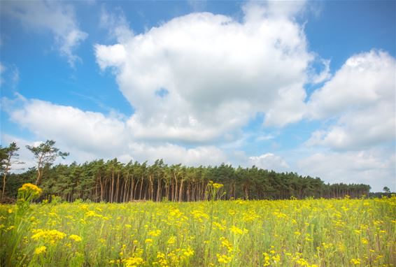 Zomer op de Blekerheide - Lommel