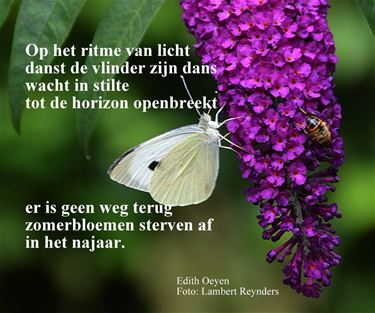 Zomerbloemen sterven - Beringen