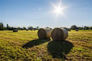 Zomers heet - Beringen