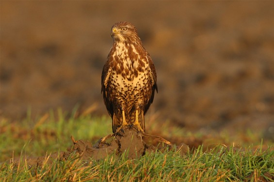 Zondag Roofvogelhappening op de Maatheide - Lommel