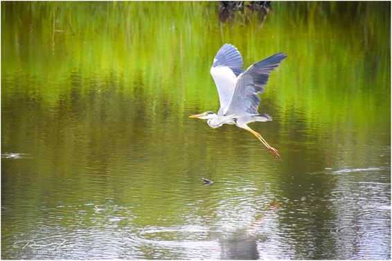 Zondagse foto's - Lommel