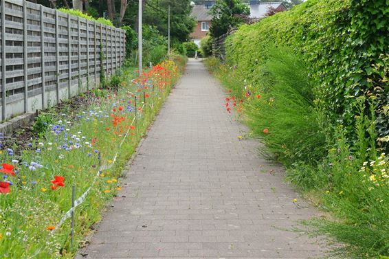 Zondagse foto's - Lommel