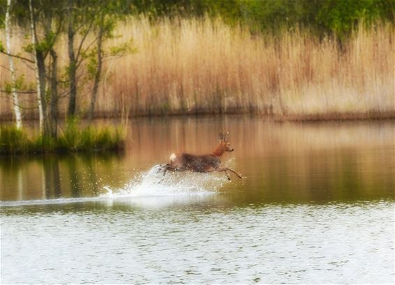 Zondagse natuurfoto's - Lommel