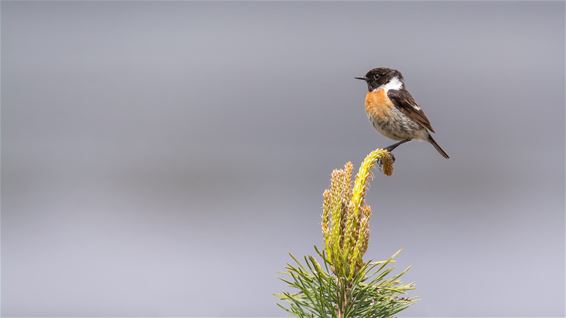 Zondagse natuurfoto's - Lommel