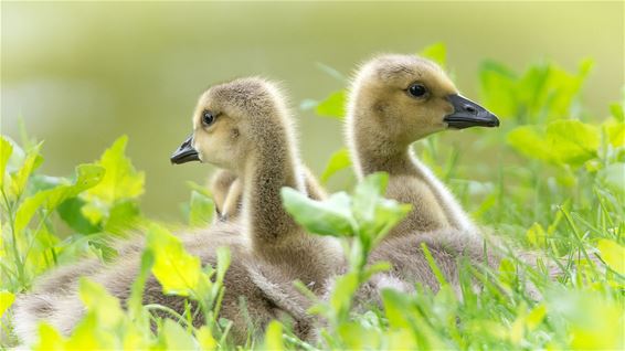 Zondagse natuurfoto's - Lommel