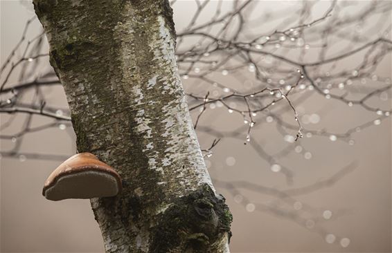 Zondagse natuurfoto's - Lommel