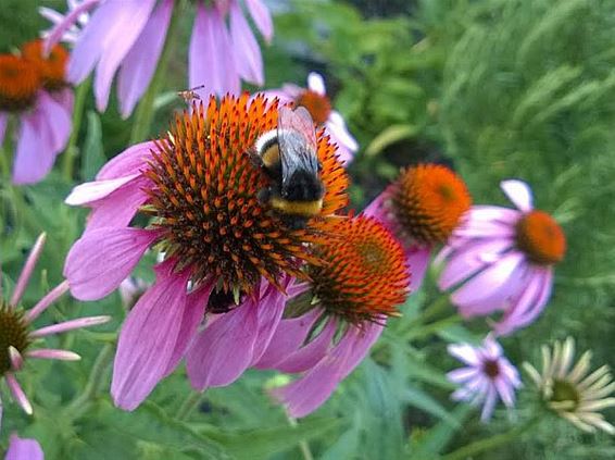 Zonder enig gestommel: een hommel - Neerpelt