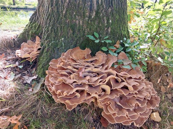 Zonder enige twijfel! - Pelt