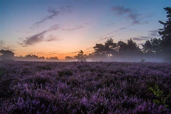 Zonhovense natuur door de lens van Inge en Bart - Beringen