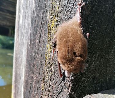 Zonnebadende vleermuis - Pelt