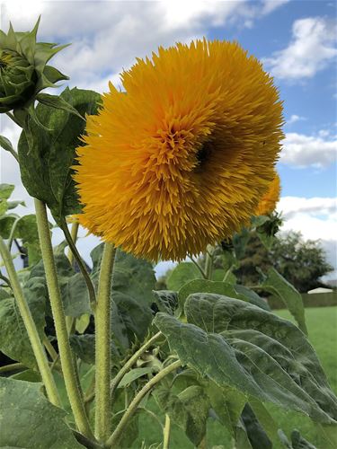 Zonnebloem in oktober - Hamont-Achel