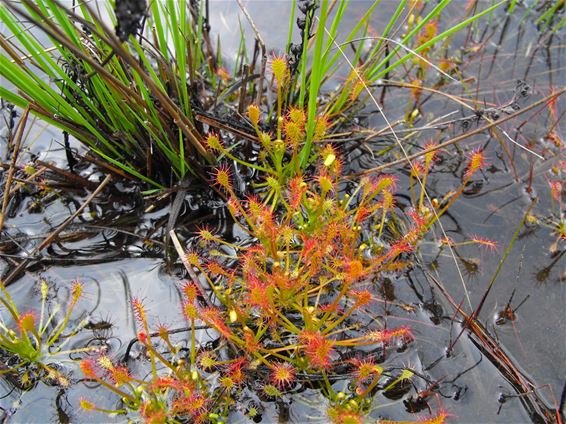 Zonnedauw als waterplant - Hechtel-Eksel