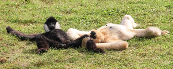 Zonnekloppers in Planckendael - Pelt