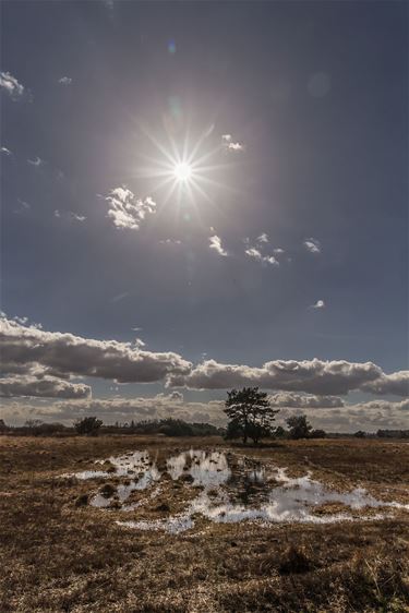 Zonnestralen boven het Hageven - Pelt