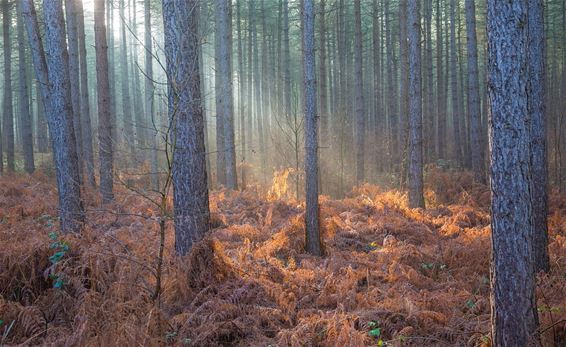 Zonnestralen komen piepen - Lommel