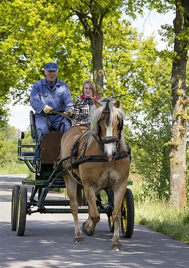 Zonnestralen? Op weg met paard en koets! - Neerpelt