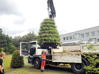 Zonneweelde zet de bloemetjes buiten - Lommel