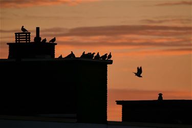 Zonnige winterdag - Beringen