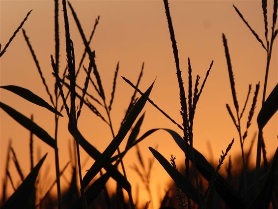 Zonsondergang aan de Hees - Hamont-Achel