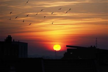 Zonsondergang in Beringen - Beringen