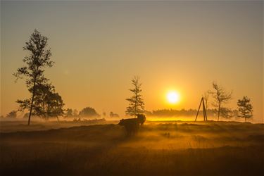 Zonsopgang aan de Watersnip Koersel - Beringen