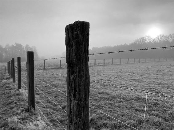 Zonsopgang in het Hènt - Pelt