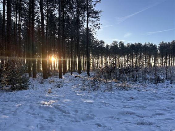 Zonsopgang in het Lindel - Pelt