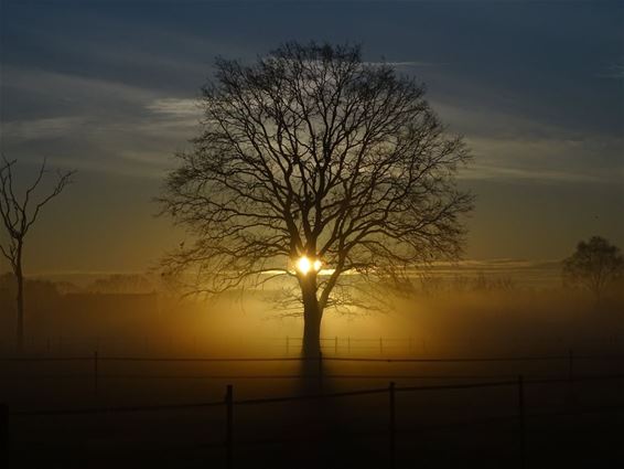 Zonsopgang op de Grote Heide - Pelt