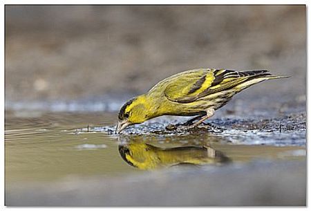 Zorg voor drinkwater voor de vogels