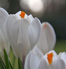 Zou het dan toch lente zijn? - Neerpelt