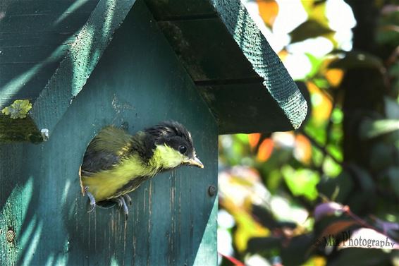 Zou ik het aandurven? - Hamont-Achel