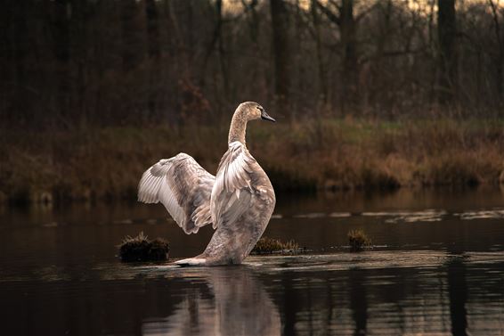 Hamont-Achel - Zwaan steelt show bij De Bever